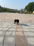 麥富迪 狗糧 藻趣兒通用全價(jià)犬糧小中大型犬泰迪柯基金毛拉布拉多 【熱銷】成犬糧40斤裝 曬單實(shí)拍圖
