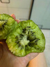 佳沛（zespri）綠奇異果 優(yōu)選大果12粒單果約113-135g  水果禮盒 獼猴桃 曬單實拍圖