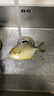 翔泰海南深海金鯧魚(yú)700g 2條 火鍋 生鮮魚(yú)類(lèi) BAP認證 海鮮水產(chǎn) 中秋 曬單實(shí)拍圖
