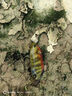 龍王恨魚(yú)餌野戰藍鯽香腥釣餌江河湖庫黑坑野釣鯽魚(yú)鯉魚(yú)草青鳊魚(yú)釣魚(yú)餌料 曬單實(shí)拍圖