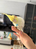 開元全價(jià)玄鳳鸚鵡糧750g 雞星人系列鸚鵡飼料種子混合鳥糧食雞飼料 曬單實(shí)拍圖