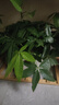 植男植女發(fā)財樹(shù)室內桌面綠色懶人綠植盆栽花卉鮮活好養護觀(guān)葉耐旱源頭直發(fā) 曬單實(shí)拍圖