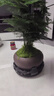 喜鵲說(shuō)文竹盆栽綠植室內(nèi)云竹盆景植物四季常青茶桌客廳防輻射花卉好養(yǎng) 文竹-舍得盆-密胺托盤 帶盆栽好 曬單實(shí)拍圖