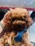 冇寵夏季寵物救生衣中小型犬泰迪比熊寵物用品可調(diào)節(jié)小狗狗游泳衣安全 小蜜蜂 XXS（胸圍28-37cm 背長(zhǎng)15cm） 曬單實(shí)拍圖