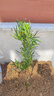 羅漢松樹(shù)苗大樹(shù)雀舌米葉迎客松老樹(shù)樁別墅庭院盆栽盆景造型大樹(shù)種 1公分粗 其他 曬單實(shí)拍圖