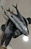 賣魚七郎 青島海捕大鲅魚整條凈重5斤（5-8條）馬鮫魚海鮮生鮮魚類 曬單實拍圖