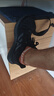 adidas PUREBOOST 21體測跑步鞋男女春季新款阿迪達(dá)斯官方   黑色/深灰   41 曬單實(shí)拍圖