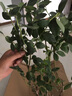 藍(lán)莓樹果苗藍(lán)莓苗盆栽地栽果苗帶大果南北方種植苗兔眼綠寶石果樹 精品一級苗：奧尼爾【全國種植】 八-九年苗【結(jié)果多多】送肥料 曬單實拍圖