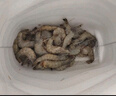 鮮享純【青島蝦】超大蝦新鮮大蝦冷凍鮮活青島大蝦批發(fā)整箱基圍蝦青蝦 15-17厘米鮮蝦速凍 3斤(凈重) 曬單實(shí)拍圖