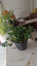 四季常青金魚花吊蘭盆栽室內(nèi)綠植花卉多肉植物發(fā)財(cái)樹好養(yǎng)易活客廳 金魚吊蘭【整盆20-30顆】原盆土 曬單實(shí)拍圖