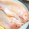 品珍鮮活三去凈膛紅星斑900g 兩條裝 彩虹鯛紅羅非魚(yú) 凈重900g（2條裝) 曬單實(shí)拍圖