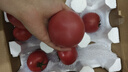 京鮮生沙瓤粉西紅柿 凈重3斤 單果100g+果菜兩吃 源頭直發(fā) 【搜生鮮館】 曬單實(shí)拍圖