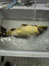 賈東普福面面搶魚(yú)版小黃面大顆粒黑坑鯉魚(yú)鯽魚(yú)餌料釣魚(yú)漁具軟粘餌散炮 曬單實(shí)拍圖
