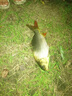 沃鼎王者神劍魚竿手竿超輕超硬十大黑坑品牌19調(diào)臺釣竿 6h5.4米 曬單實(shí)拍圖