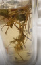 碧幽四方野生溪黃茶2025新茶王溪黃草茶葉莓茶藤趕溪黃草茶葉苦甘露500g 溪黃草 500g*1袋 （一斤） 曬單實(shí)拍圖