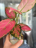 春羽盆栽植物水培如意皇后觀(guān)葉綠植鴨腳木金鉆盆栽竹柏小紅掌 吉利紅1株 曬單實(shí)拍圖