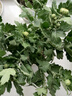 九月菊花苗帶花苞四季大菊花荷蘭菊盆栽菊花苗帶花苞綠植室內花卉 紫秀球【帶花苞 大菊花】 原土發(fā)貨 曬單實(shí)拍圖