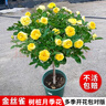 棒棒糖樹樁月季花苗樹狀特大花朵四季開花花卉植物庭院玫瑰花樹苗 果汁陽(yáng)臺(tái)【多季循環(huán)開花】 粗度：直徑2-2.2cm 曬單實(shí)拍圖