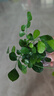 九里香盆栽茉莉花綠植室內驅蚊四季開(kāi)花帶花苞七里香水培盆景植物 【特價(jià)】高約16cm九里香苗6株 九里香 曬單實(shí)拍圖