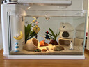 迷你鸚鵡魚(yú)繁殖罐魚(yú)缸造景小型躲避屋擺件小瓦罐金魚(yú)迷你鸚鵡魚(yú)產(chǎn) 小蘑菇+小城堡 曬單實(shí)拍圖