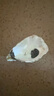 【鮮活】乳山生蠔 特大牡蠣海蠣子 生鮮國慶送禮海鮮水產(chǎn)貝 凈重9斤 3-4兩/個(gè) —家庭聚餐 曬單實(shí)拍圖