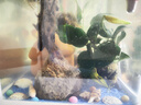 金苔鼠魚魚缸清潔魚工具魚魚缸除藻清理糞便小型熱帶觀賞魚魚活體 金苔鼠1條送備損1條【發(fā)2條】 曬單實(shí)拍圖
