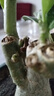 【夏季新品】稀有多頭沙漠玫瑰重瓣老樁濃香多肉綠植四季室內外 多色花    根直徑（2-4公分） 帶黑色育苗盆發(fā)貨 曬單實(shí)拍圖