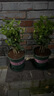 開(kāi)時(shí)果 茉莉花盆栽濃香型 桌面綠植物陽(yáng)臺(tái)花卉樹(shù)苗盆景擺件源頭直發(fā)包郵 精品茉莉花5-10株【加侖盆】 曬單實(shí)拍圖