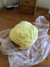 高原夏菜新鮮包菜卷心菜綠甘南菜甘藍(lán)圓白菜時令蔬菜健康營養(yǎng)早餐 5-6斤農(nóng)家好菜 曬單實拍圖
