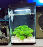 米家智能桌面魚缸小米生態(tài)魚缸小型智能專業(yè)背濾一體缸自循環(huán) 曬單實拍圖
