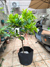 蓮霧苗黑金剛大葉紅臺灣品種當年嫁接南方果樹(shù)苗庭院地栽開(kāi)花結果 黑金剛蓮霧高50cm徑粗0.8 50cm(含)-60cm(不含) 曬單實(shí)拍圖