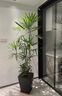 花行榜大型綠植物客廳辦公室內盆栽花卉金山棕竹1.5-1.6m圓球盆源頭直發(fā) 曬單實(shí)拍圖