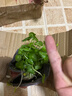 齊哲精品大葉銅錢(qián)草水培植物金錢(qián)草籽盆栽庭院室內外綠植盆景四季好養 銅錢(qián)草帶葉子特惠款71-100根+營(yíng)養液【1份】# 曬單實(shí)拍圖