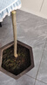 合歡樹(shù)苗絨花芙蓉花樹(shù)苗庭院陽(yáng)臺綠植花卉苗木盆地栽綠化工程樹(shù)苗 合歡樹(shù)苗1cm粗【優(yōu)質(zhì)苗】 曬單實(shí)拍圖
