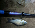 浮煙山龍尊釣魚(yú)竿大綜合竿超輕超硬臺釣竿T1100高碳46T手竿鰱鳙鯉魚(yú)竿 8.1m (大綜合僅236g大釣重) 曬單實(shí)拍圖