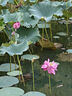 英氏（Engnice）嬰幼兒泡芙香蕉味 嬰兒零食寶寶兒童零食泡芙小魚泡芙條罐裝36g 曬單實拍圖