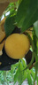 蕉下（beneunder）輕薄透氣隱形襪船襪短襪親膚抗菌棉襪運(yùn)動(dòng)休閑百搭女士學(xué)生AF416 沁柔白+空境粉+鏡郁藍(lán) 船襪 3雙 S 碼數(shù) 34-39 曬單實(shí)拍圖