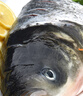 鮮喜愛(ài) 冷凍千島湖有機鰱魚(yú)頭1.5斤 白鰱魚(yú)頭  生鮮魚(yú)類(lèi) 海鮮水產(chǎn) 曬單實(shí)拍圖