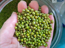 十月稻田 綠豆 5斤(可發(fā)豆芽 打豆?jié){ 東北五谷 雜糧粗糧 量販 大米伴侶) 曬單實(shí)拍圖
