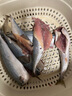 京喜加鮐鲅魚青占魚青魚新鮮冷凍鲅魚青花魚整條鮐魚深海捕撈海鮮魚類 6斤【超值】鮐鲅魚150-200g/條 曬單實拍圖