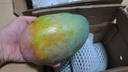 京覓四川凱特芒果新鮮水果凈重4.5斤單果400g+源頭直發(fā)包郵 曬單實(shí)拍圖