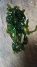 海帶絲鹽漬新鮮食材厚海白菜高泡發(fā)昆布絲結(jié)片 火鍋食材 涼拌蔬菜 海帶絲2500g/袋 曬單實(shí)拍圖