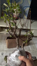花竹戀長(zhǎng)壽冠海棠盆栽盆景梅花樹樁重瓣樹苗紅梅耐寒耐旱植物不含盆 6年長(zhǎng)壽冠海棠當(dāng)年開花 曬單實(shí)拍圖