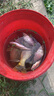 化氏（HUA）不空軍腥香300克 水庫野釣鯽魚(yú)鯉魚(yú)草魚(yú)餌料釣餌通殺配方大板鯽 300克不空軍（腥香）X 1袋 曬單實(shí)拍圖