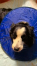 狗狗伊麗莎白圈加深大型犬狗狗防舔防咬項圈大號軟圈柔軟夏季脖套 （藍色） XL-內圈可調節(jié)25-53cm 曬單實拍圖
