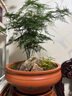 花行榜文竹盆栽花卉盆景植物水培好養(yǎng)綠植四季大文竹（原土球）源頭直發(fā) 曬單實(shí)拍圖