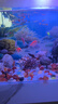 天使魚 觀賞魚寵物招財魚飼料次日達小型好養(yǎng)耐活專用魚糧淡水魚 隨機顏色天使魚5條【送1條防損】 曬單實拍圖