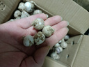 2025紫皮獨(dú)頭蒜干蒜當(dāng)季新鮮新蒜大蒜頭蔬菜糖醋腌制產(chǎn)地直發(fā)批發(fā) 3斤【約108-138個(gè)】源頭直采包郵 曬單實(shí)拍圖