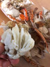 舟山梭子蟹鮮活特大野生大螃蟹新鮮冷凍海鮮水產(chǎn)海蟹飛蟹白蟹 特大肉蟹 【凈重8兩以上/只】 5斤 曬單實(shí)拍圖