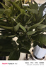 八目尚賞平安樹大型綠植平安樹盆栽幸福樹四季常青綠色植物居家辦公花卉 80-90cm平安樹 不含盆 曬單實拍圖